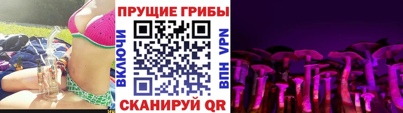 Псилоцибиновые грибы Cubensis  Купить  Гдов 